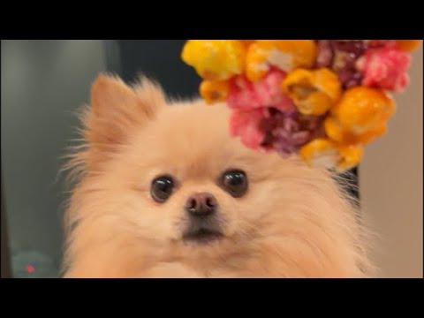 Pomekichi in Japan - YouTube