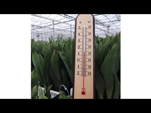 Зимняя теплица.  Освещение, расходы на отопление. Часть 6