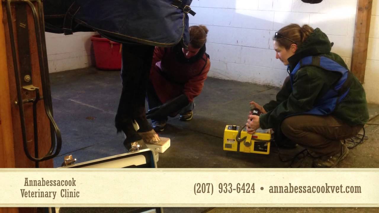 Annabessacook Veterinary Clinic | Equestrian in Monmouth