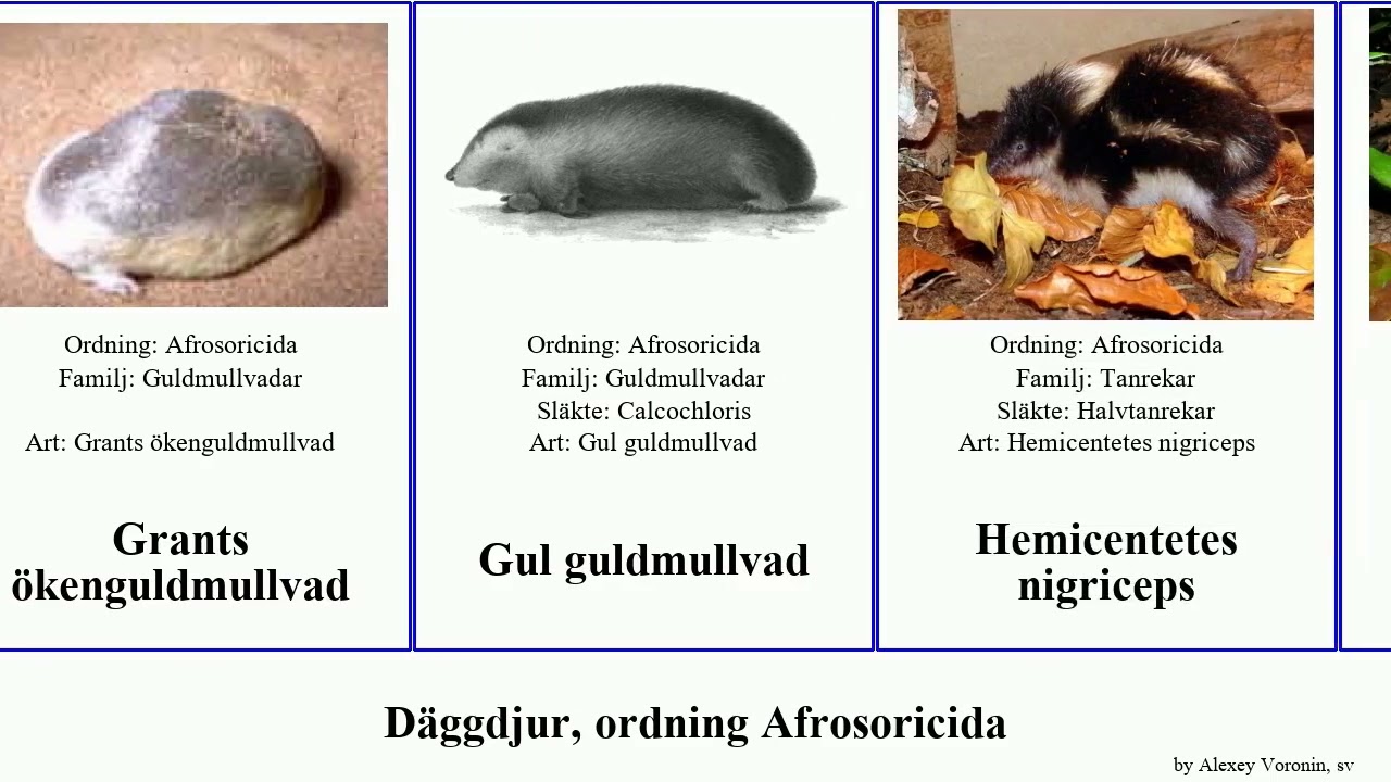 Däggdjur, ordning Afrosoricida mammal asiatica hova villosus Chrysochloris Chrysospalax Microgale