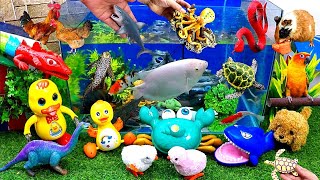 Catch Cute Animals, Rainbow Chicken, Rabbit, Turtle, Catfish, Crocodile, Goldfish, Ducks