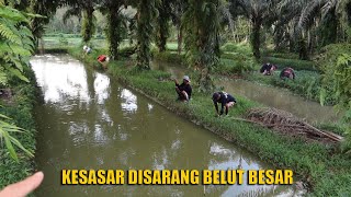 KESASAR DIKEBUN SAWIT YANG JADI SARANG BELUT BESAR