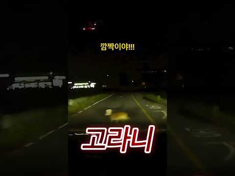 깜짝이야!! #고라니 #로드킬
