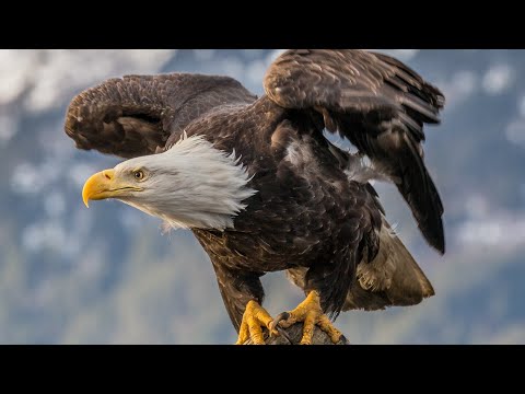 Video: Vulturul Cu Cap Dublu Este Un Simbol Care Este Mult Mai Vechi Decât Pare. Un Pic Despre Istoria Acestui Semn - Vedere Alternativă