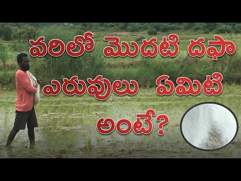 వరిలో మొదటి దఫా ఎరువులు  ఏమిటి అంటే ||  What is the first batch of fertilizer in paddy? #Paddy