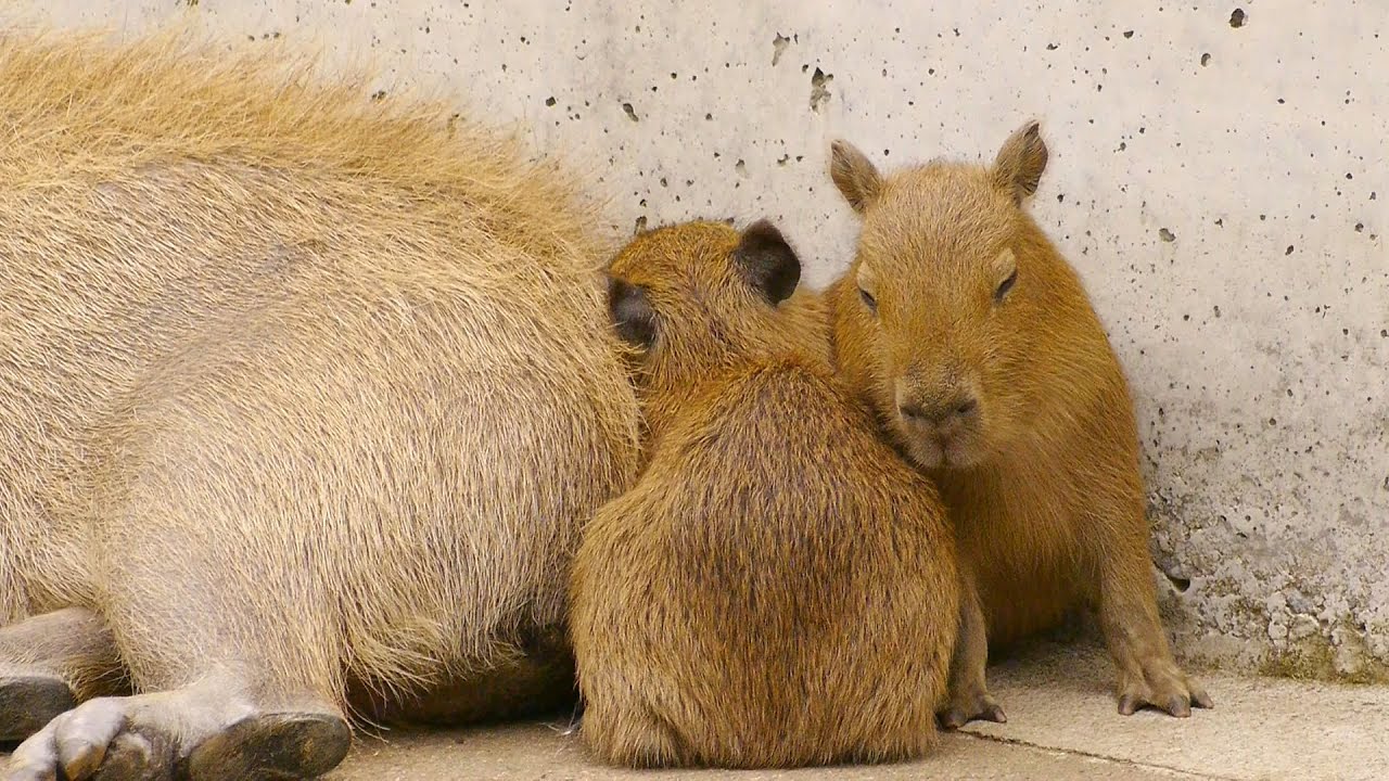 カピバラの背中に珍客が