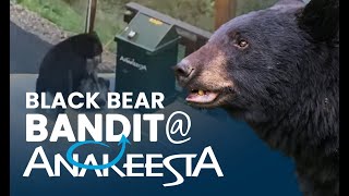 Black Bear caught on camera stealing trash from Anakeesta in Gatlinburg