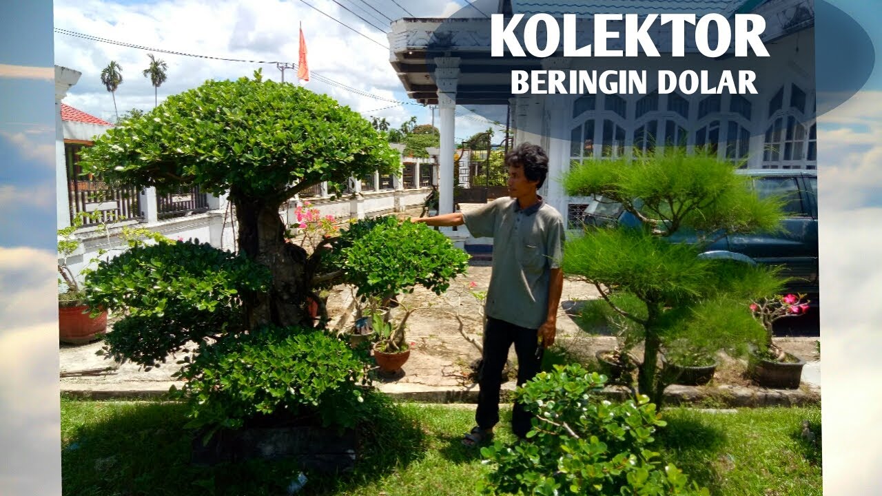 Bincang Review Beringin Dolar Bonsai Taman Bersama Om Buton Cek Harga Youtube