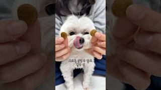 눈알만한 사료를 사왔더니 강아지 반응