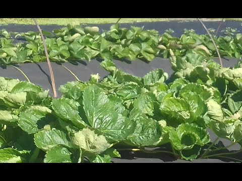 КАК СОХРАНИТЬ РАССАДУ