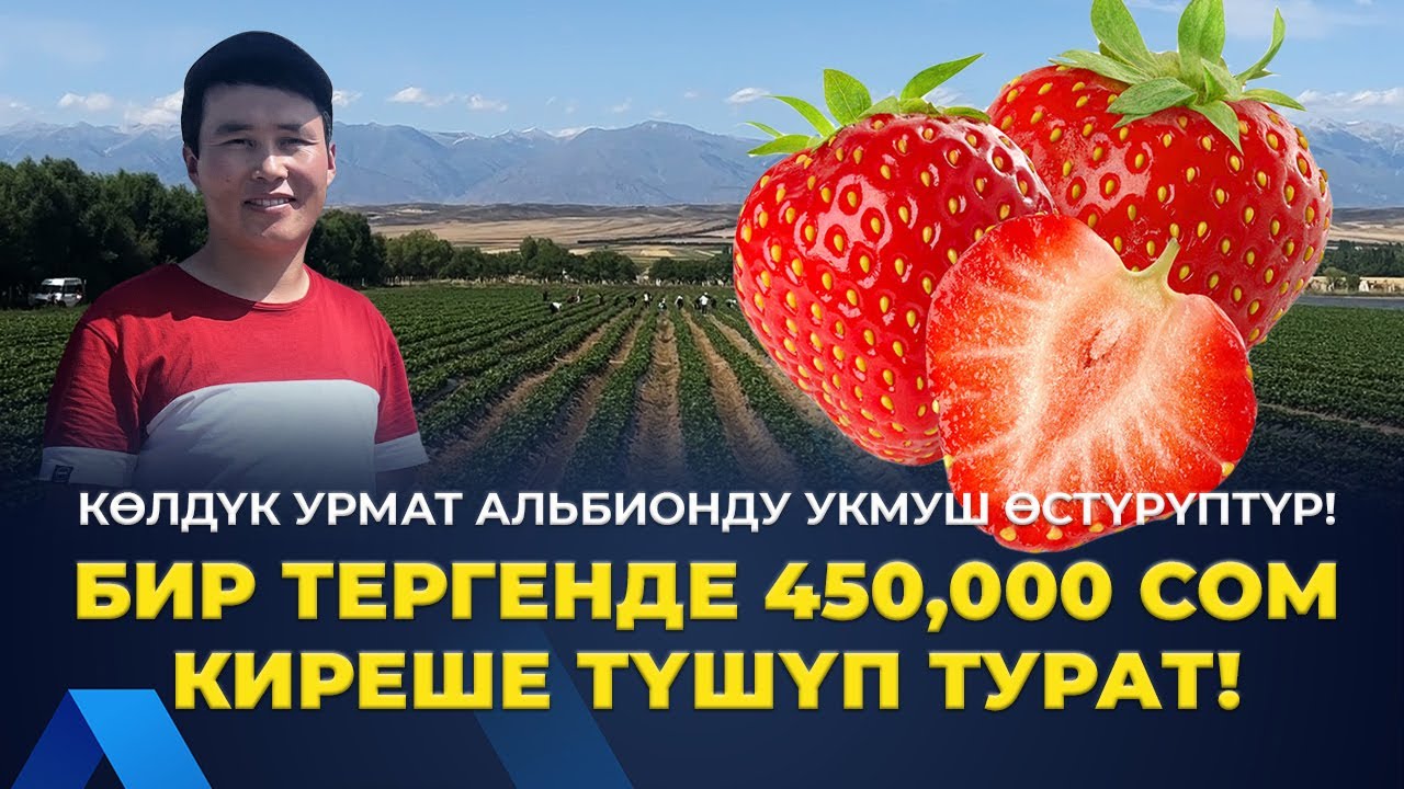 БУГА ЧЕЙИН ТАЖРЫЙБАСЫ ЖОК ЭЛЕ 3 ГЕКТАР АЛЬБИОН ТИГИП САЛГАН!