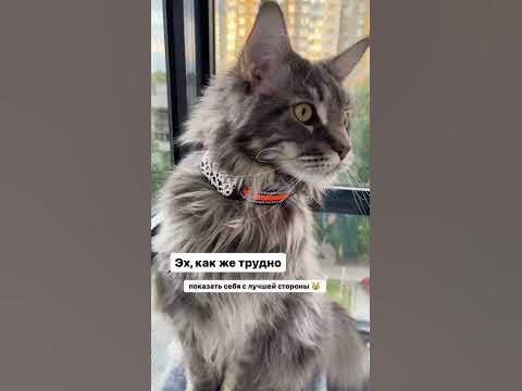 Petsee 4G Cats не только защищает от побега, но и подчеркивает красоту ...