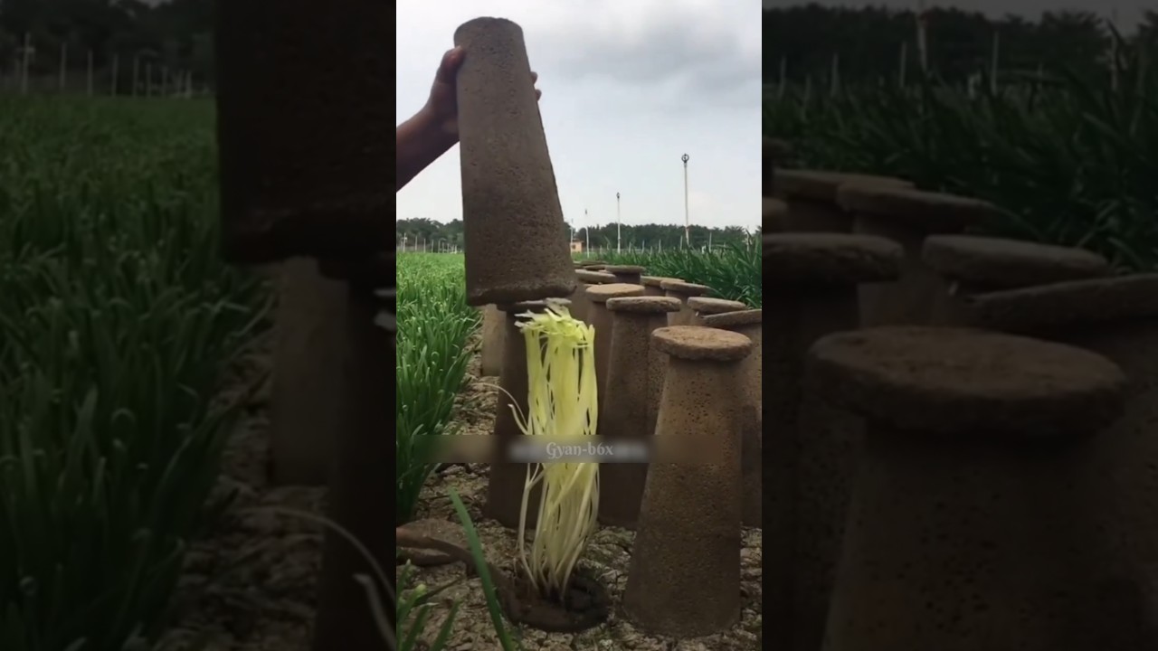 China's Cement Hats Turn Garlic Leaves Yellow! 😱 Secret Farming Trick