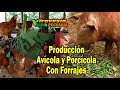 Modelo de produccin avcola y porccola con forrajes   travesa agropecuaria