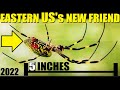 A New SPIDER The Size Of Your Hand INVADES Northeast US! Here Is What You Need To Know!