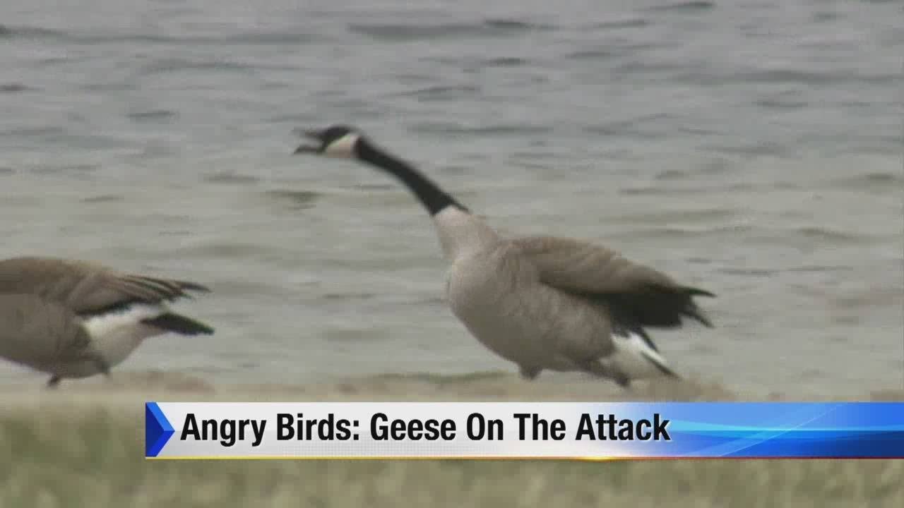 Canadian Geese Attack