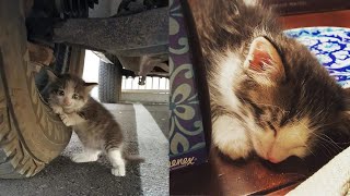 Man Saw Kitty Hiding Under Truck and Couldn't Refuse Her by Catory 789 views 5 months ago 1 minute, 50 seconds