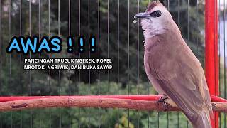 Suara Burung TRUCUKAN gacor ROPEL VARIASI NROTOK NGECUPLIK pancingan trucukan agar JADI trucuk GACOR