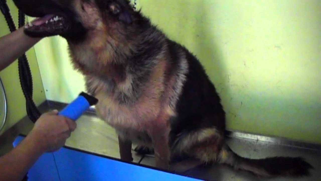 BauWash centro di toelettatura cani e lavaggio self service H24 a Pisa