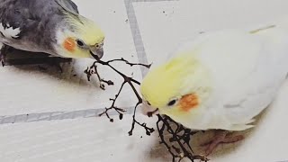 #No.8 #방구석행진  #앵 #머리긁긁 #왕관 #앵무새 #앵두는체리 #251003-2 #cockatiel #영상 #추억 #Story  #영상 #중독새 #parrot