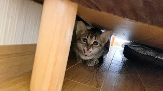 【反抗期!?】子猫がベッドの下から出てこなくなりました...【保護猫】