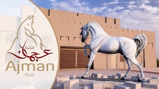 UAE: Ajman Stud Timelapse/Hyperlapse