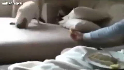 Most Funny Dogs Reacting To Lemons Compilation 2014 NEW