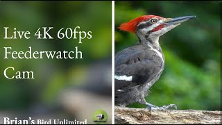Preview of stream (New)🔴LIVE Bird Cam In 4K 60 FPS! Brian's Birds Unlimited FeederWatch Cam at Ohio #Live