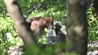 20150611 3南華大學黑冠麻鷺記實