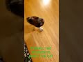 Eyeball the Chicken vs Angel the cat #petsofyoutube #cute #funny #chicken #cat