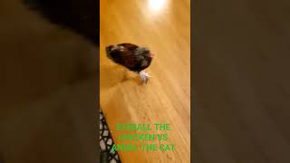Eyeball the Chicken vs Angel the cat #petsofyoutube #cute #funny #chicken #cat