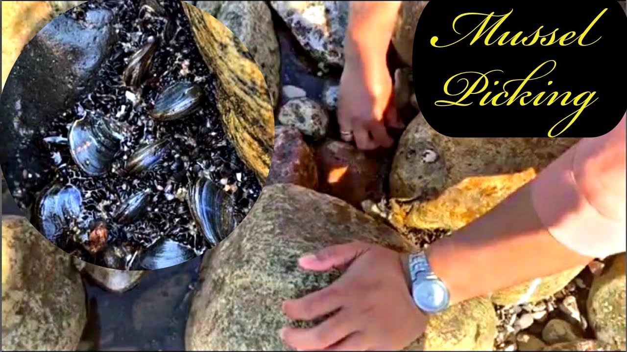 Mussels picking Familie Friderichsen YouTube