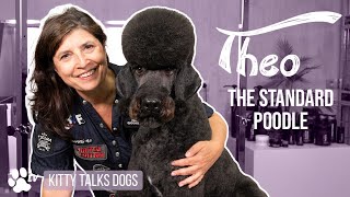 Grooming Theo the Standard Poodle | Kitty Talks Dogs – TRANSGROOM by Transgroom TV 13,443 views 1 year ago 1 hour, 17 minutes