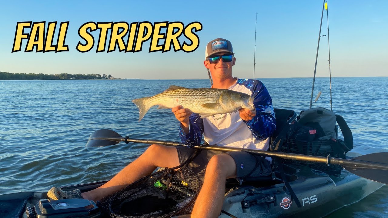 FALL FISHING ON THE CHESAPEAKE BAY! - Big Perch and Breaking Rockfish