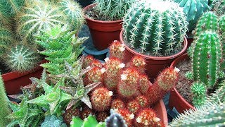 Mammillaria elongata Copper King Cactus Cacti Succulent Real Live Plant 