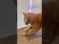 愛情を独り占めする方法 #ビスコ #ぷーたん #にこねこ