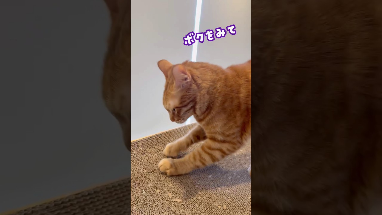 愛情を独り占めする方法 #ビスコ #ぷーたん #にこねこ