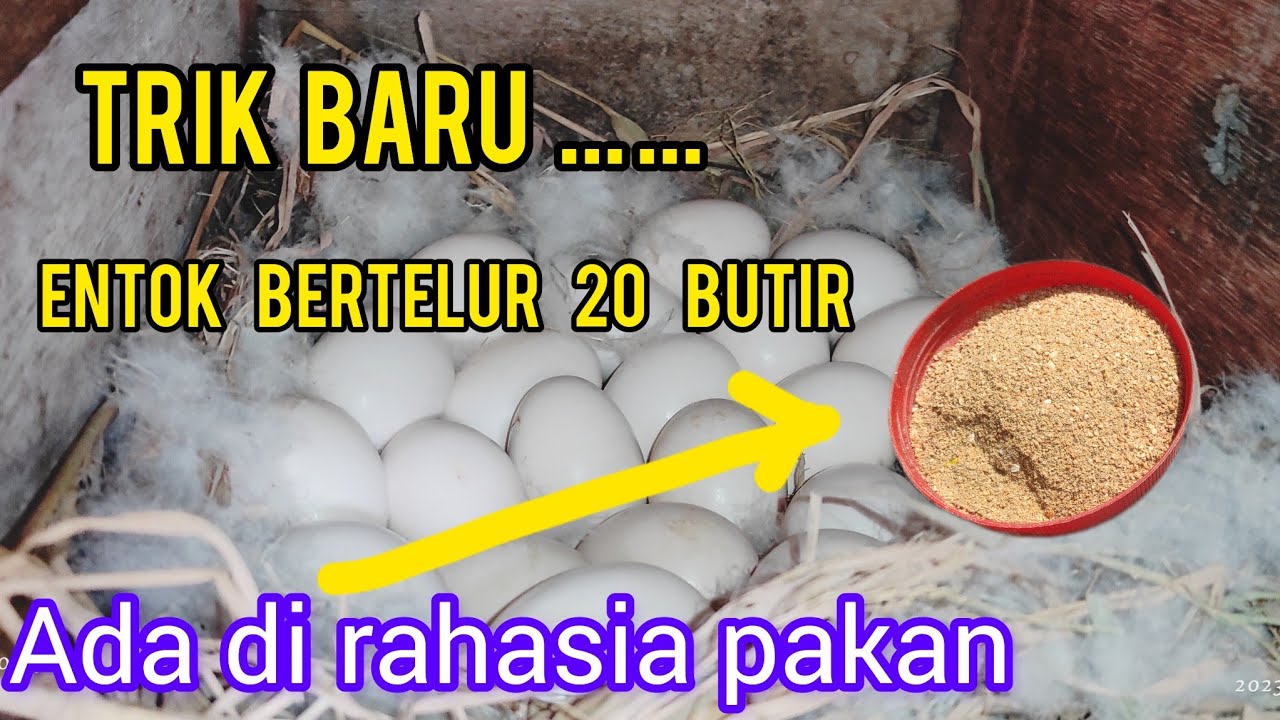 trik baru telur entok bisa bertelur 20 butir dengan racikan yang benar@nuzulurrohmah5768