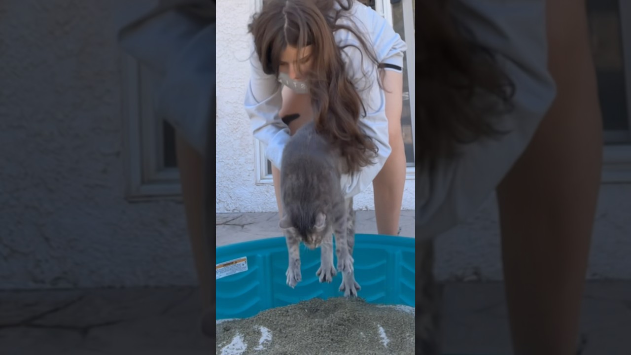 KITTY POOL (literally)
