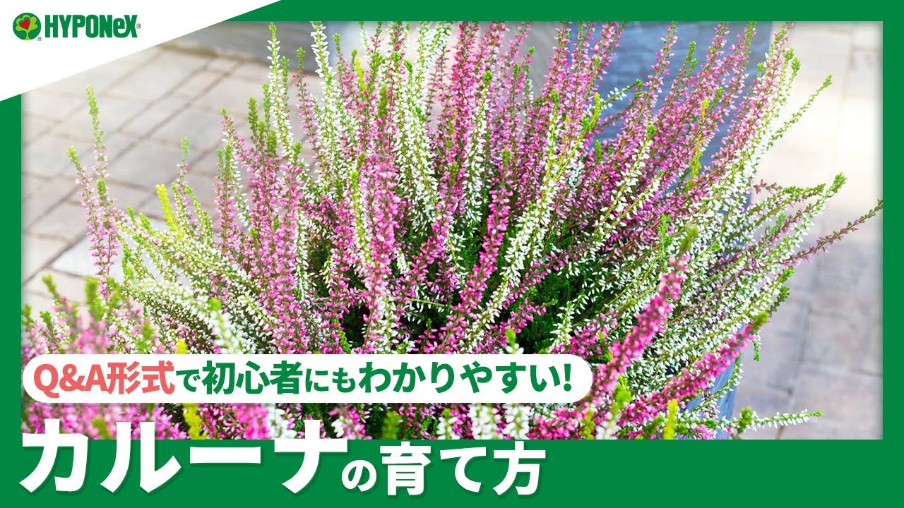 152 カルーナの育て方 剪定の仕方や 基本的な育て方が知りたい 水やりや肥料など日々の管理をご紹介 Plantiaq A 植物の情報 育て方をq A形式でご紹介 Youtube