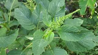 Amaranth Edible Monster Weeds That You Cant Stop Hide Your Kids, Hide Your Wife