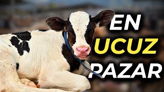 Türkiye’nin En Ucuz Hayvan Pazarı | Fiyatlar Şaşırttı!