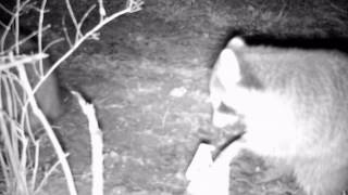 Raccoon get caught in a dp duke dog proof trap