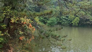 Rain on Pine Trees - Sound of Rain for Relaxation | 松の木に降る雨ーくつろぎの雨音