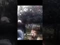 Kaplan ile aslan arasındaki farkı gösteren bir video.