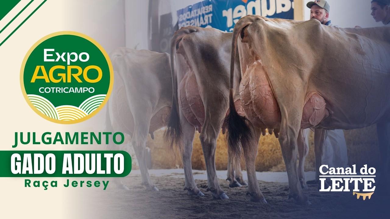 Expo Agro Cotricampo 2026 - Julgamento do Gado Adulto Raça Jersey