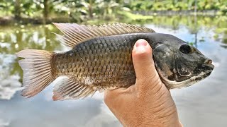 Nile Tilapia Invasion What's Killing Thailand's Ecosystem