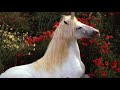 Capture de la vidéo The Realm Of  The Unicorns