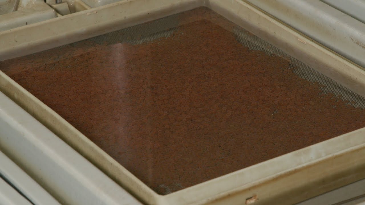 Trout in the Classroom - Trout Eggs-cc