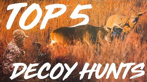 Top 5 meest agressieve lokvogeljachten! Deze herten raakten helemaal de weg kwijt!